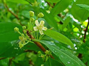 A flor da coca. Foto de H. Zell. Fonte: Wikipedia