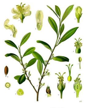 Koehler's Medicinal-Plants 1887 Fonte: Wikipedia