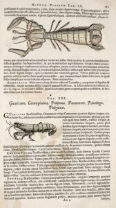 Historia Naturalis Brasiliae (George Marcgraf & Guilherme Piso, 1648), segunda parte, cap. XIX, p. 187. Digitalizado e disponibilizado por: Peter H. Raven Library/Missouri Botanical Garden. Fonte: Wikipedia