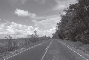 Floresta de manguezal em Bragança, às margens da PA-458 (Foto: Márcio Couto Henrique, 2015)