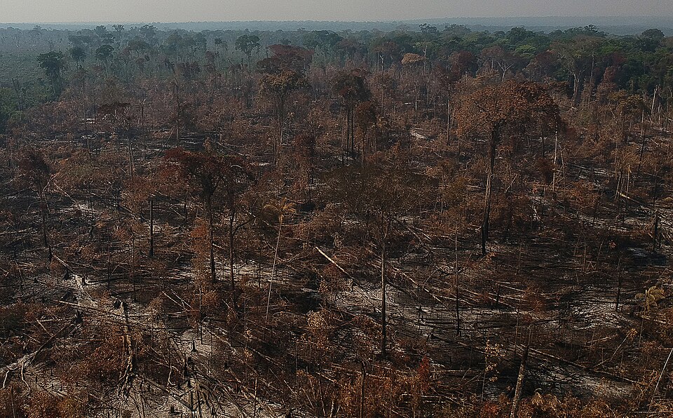 Área de floresta derrubada e queimada e vista na região da vicinal do Salomão, no município de Apuí, Amazonas. Foto: Bruno Kelly/Amazônia Real. Fonte: Wikimedia