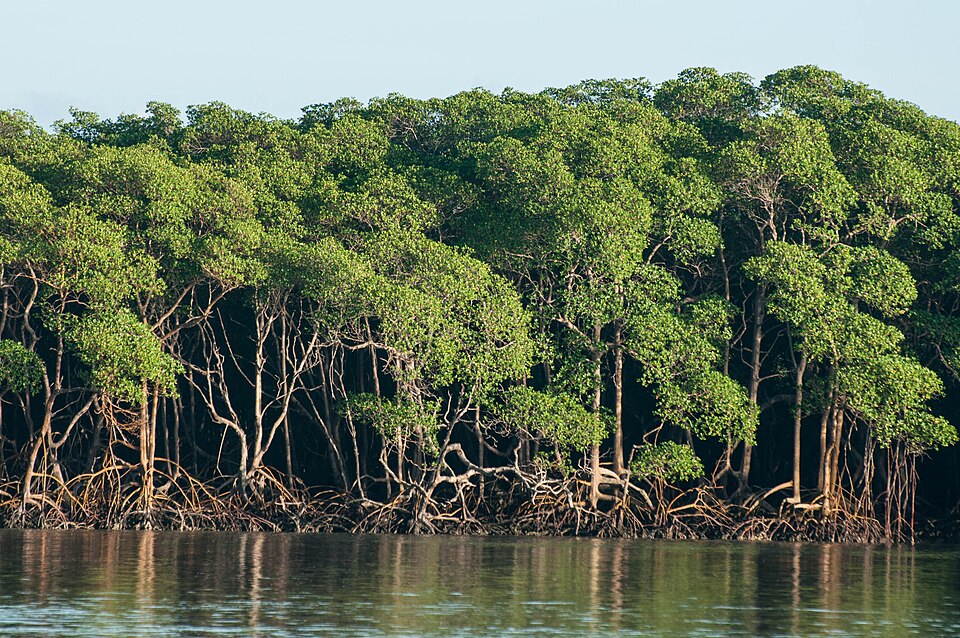 Manguezais, Nova Viçosa. Foto: Heris Luiz Cordeiro Rocha. Fonte: Wikimedia