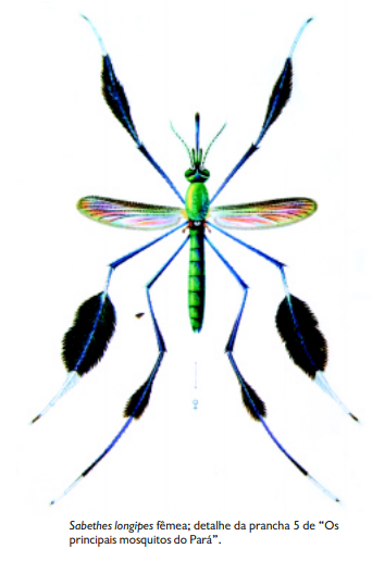Sabethes longipes fêmea. Prancha 5 de "Os principais mosquitos do Pará".