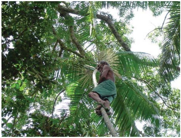 Homem sobe no açaizeiro. Foto: acervo dos autores.