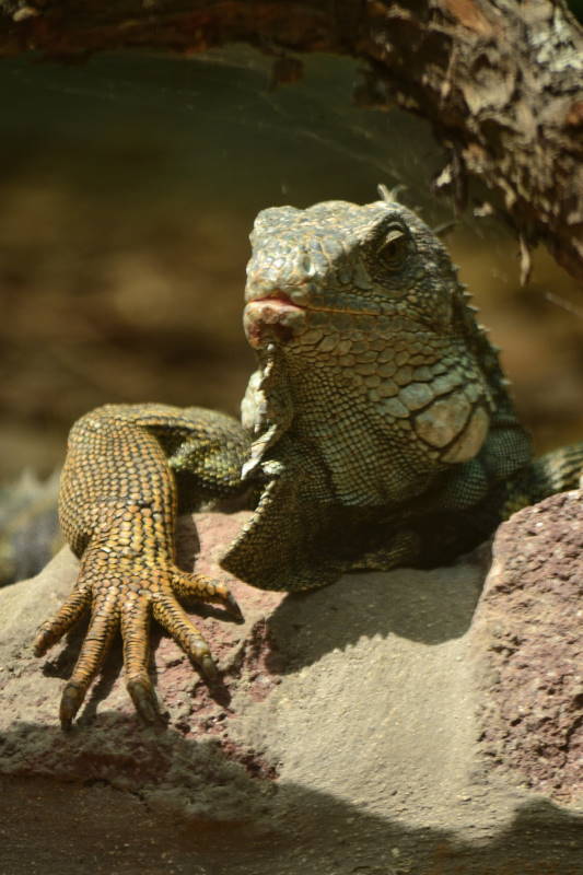Iguana no QuitoZoo. Foto de Diego Tirira, 2014 / Wikimedia.