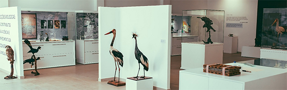 Imagem da exposição temporária "Coleções Biológicas e o seu contributo para o conhecimento da biodiversidade de Angola" (2020) com espécimes das coleções do antigo Centro do IICA de Sá da Bandeira (Foto: Soraia Santos Ferreira)